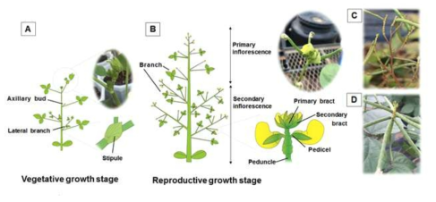 Inflorescence Architecture Development and Morphology in Mungbean