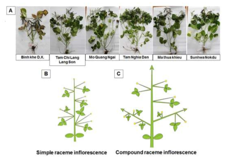 Overall inflorescence architecture and schematic diagram of six accessions