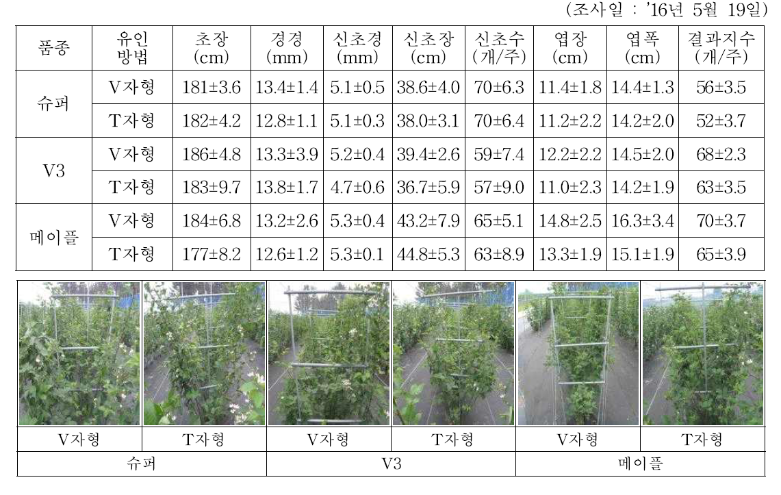 재식 2년차 블랙베리 덕 설치 및 줄기유인방법에 따른 수확 전 생육특성