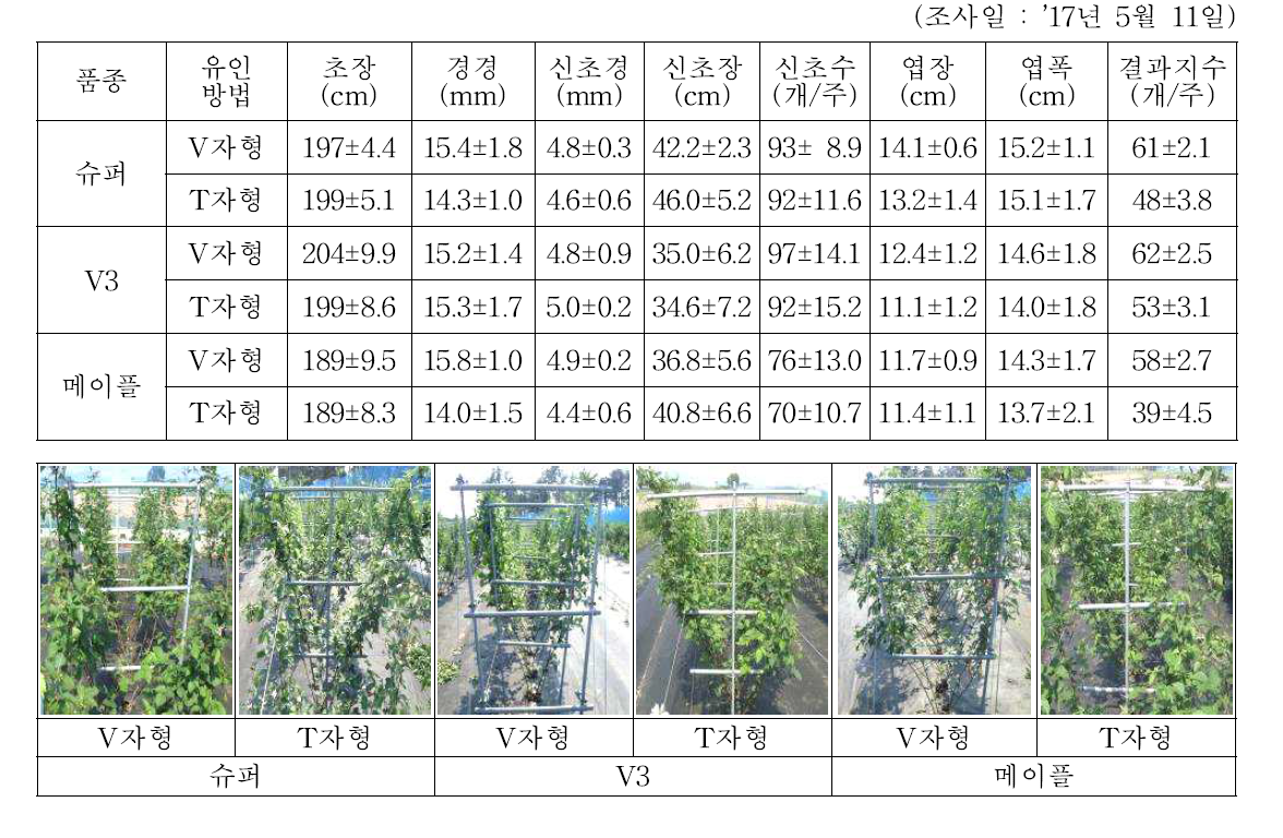 재식 3년차 블랙베리 덕 설치 및 줄기유인방법에 따른 수확 전 생육특성