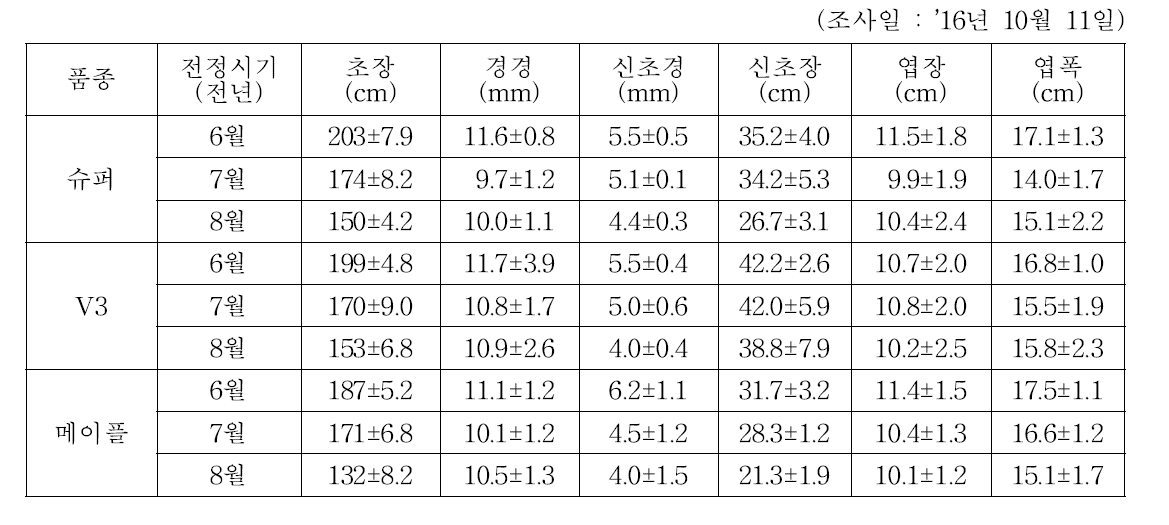 블랙베리 재식 3년생 묘 하계전정처리 후 생육