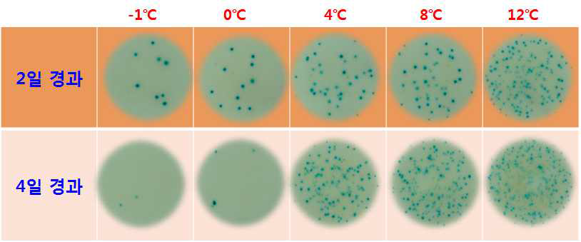 블랙베리 생과의 저장온도 및 기간에 따른 효모수의 변화 모습