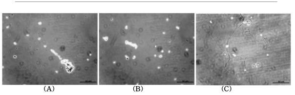 Polar tube germination asaay를 이용한 항노제마 물질 스크리닝 결과. (A), B. bassiana 243 균주의 항노제마 물질에 의해 발아가 억제된 N. ceranea; (B), Tolypocladium sp. 237 균주의 항노제마 물질에 의해 발아가 억제된 N. ceranea; (C), 무처리구