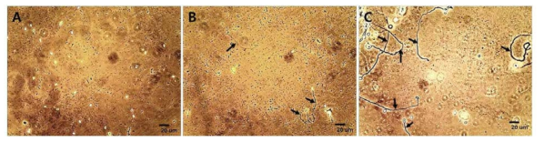 천연 추출물을 이용한 항노제마 활성 비교 (A), High activity - 80% 이상 발아 억제; (B), Middle activity - 60% 이상 발아 억제; (C) Low activity - 60% 이하 발아 억제