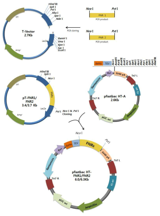 FNR1과 FNR2를 가지는 재조합 배큘로바이러스 제작을 위한 전이벡터 제작 모식도