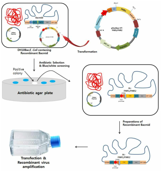 Bac to Bac system(invitrogen, USA)을 이용한 FNR1과 FNR2를 가지는 재조합 배큘로바이러스 제작모식도