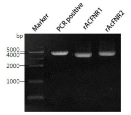 Bac to Bac system(invitrogen, USA)을 이용하여 제작한 재조합 배큘로바이러스의 재조합 여부 검정을 위한 PCR 수행 결과