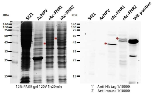 재조합 배큘로바이러스와 Sf21 세포를 이용한 FNR1 및 FNR2 발현 여부 검정을 위한 SDS-PAGE(좌), His-tag antibody를 이용한 Western blot 분석(우)