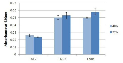 FNR1 또는 FNR2를 발현하는 재조합 배큘로바이러스에 감염된 sf21세포의 Cytochrome C oxidase 활성 검정