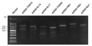 미토솜 관련 유전자들의 dsRNA 전기영동 수행 결과