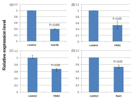 실시간 정량 PCR을 이용한 dsRNA의 처리에 따른 Nosema ceranae내 TOM40 (A), FNR1 (B), FNR2 (C), NAR1 (D)의 유전자 발현 억제 검정