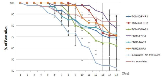 선발된 유전자의 2가지 dsRNA조합에 따른 꿀벌 생존률