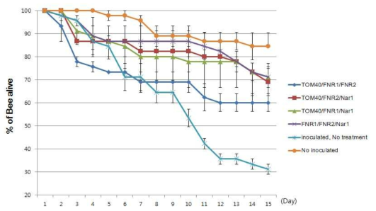 선발된 유전자의 3가지 dsRNA조합에 따른 꿀벌 생존률