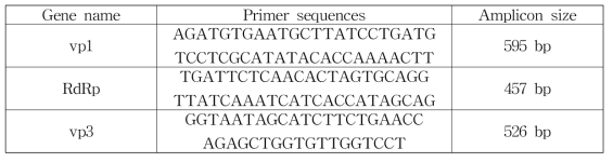 Oligonucleotide sequences of the primers for dsRNA