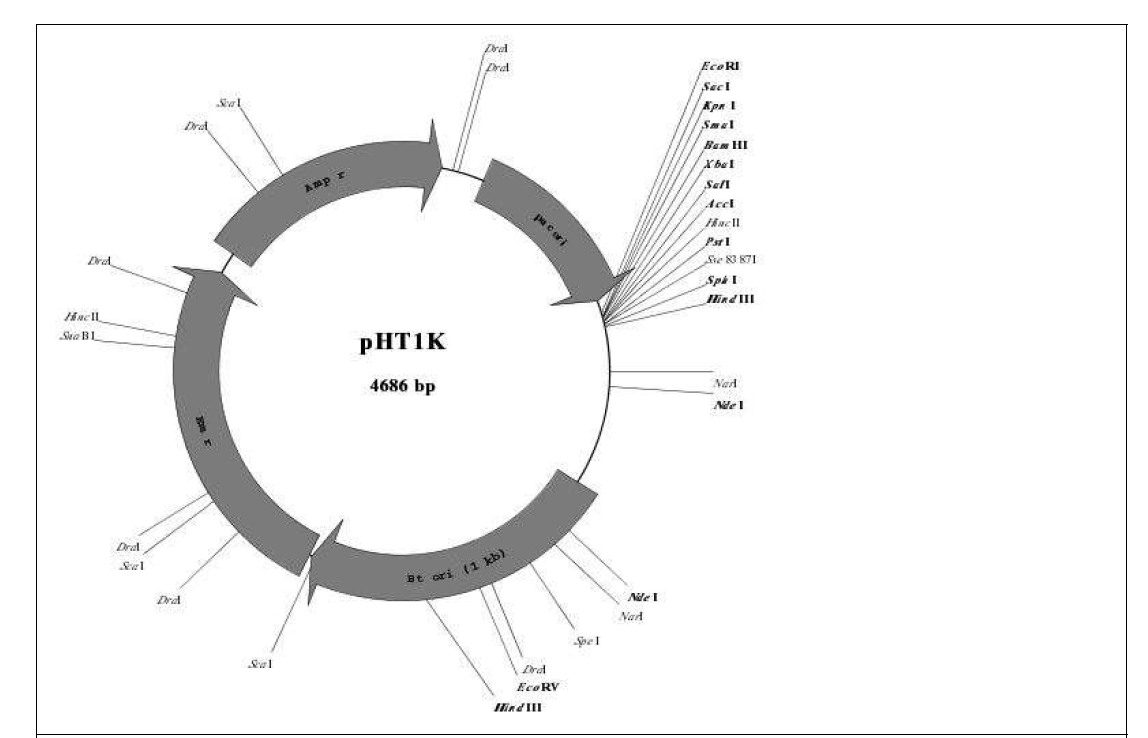 Escherichia coli – Bacillus thuringiensis shuttle vector, pHT1K. Amp r, ampicillin resistant gene; Em r, erythromycin resistant gene; pUC ori, E. coli Replication origin, Bt ori, B. thuringiensis replication origin