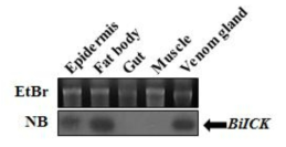 Transcript expression of the BiICK gene is detected in B. ignitus worker bees. A Northern blot analysis (NB) was performed using the total RNA isolated from the epidermis, fat body, gut, muscle, and venom gland of B. ignitus worker bees. BiICK transcripts are indicated. The ethidium bromide (EtBr)-stained RNA gel shows uniform loading