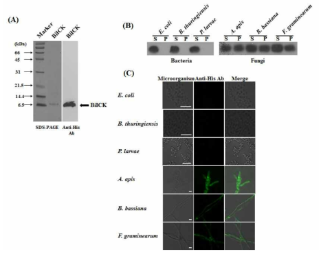 Microbial binding of BiICK occurs in Sf9 insect cells. (A) SDS-PAGE and western blot analysis of purified recombinant BiICK expressed in baculovirus-infected Sf9 insect cells. (B) Western blot analysis of BiICK microbial binding. Live E. coli, B. thuringiensis, P. larvae, A. apis, B. bassiana, or F. graminearum was incubated with recombinant BiICK for 10 min; bound BiICK (P) was separated from free BiICK in the supernatant (S) using centrifugation. The samples were analyzed by western blotting with an anti-His antibody. (C) Immunofluorescence staining of the binding of BiICK to bacterial and fungal cells. Live E. coli, B. thuringiensis, P. larvae, A. apis, B. bassiana, or F. graminearum was incubated with recombinant BiICK for 10 min. BiICK binding (green) to the cell walls of A. apis, B. bassiana, and F. graminearum was visualized using confocal microscopy. The third column is the merged confocal image. Scale bar, 5 mm