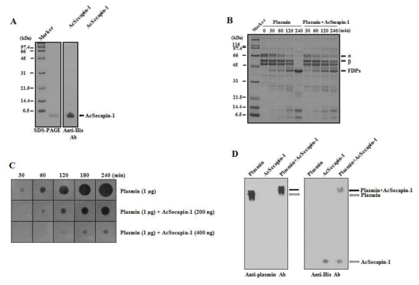 Plasmin inhibition by AcSecapin-1. (A) The expression of recombinant mature AcSecapin-1. Purified, recombinant mature AcSecapin-1 expressed in baculovirus-infected Sf9 insect cells was identified by SDS-PAGE and western blot analysis using anti-His antibodies. (B) AcSecapin-1-mediated human plasmin inhibition assay. Human fibrin was incubated with plasmin or both plasmin and recombinant mature AcSecapin-1 at various time periods (30, 60, 120, or 240 min) and was analyzed using 12% SDS-PAGE. The fibrinogen degradation products (FDPs) are indicated. (C) The inhibitory activity of AcSecapin-1 against human plasmin. Plasmin or both plasmin and recombinant mature AcSecapin-1 was incubated on fibrin plates at 37 °C for 30, 60, 120, 180, or 240 min. (D) Human plasmin-AcSecapin-1 complex formation. Plasmin, recombinant mature AcSecapin-1, or a plasmin-AcSecapin-1 mixture was analyzed by native gel electrophoresis and western blotting using anti-plasmin antibodies or anti-His antibodies. The plasmin, recombinant mature AcSecapin-1, or plasmin-AcSecapin-1 complexes are indicated