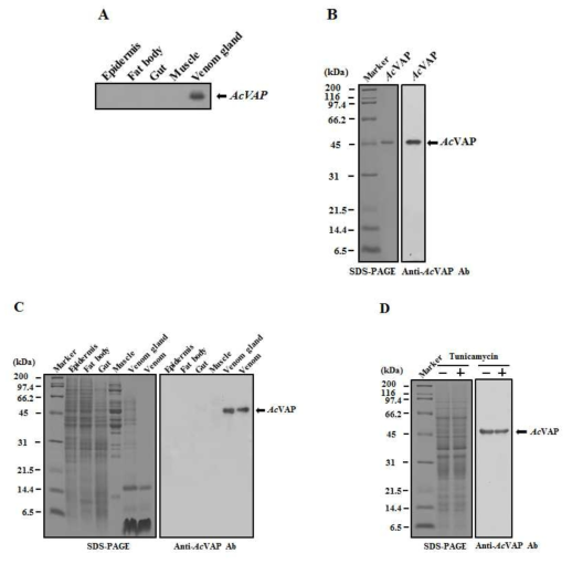 Expression of AcVAP. (A) Expression of AcVAP in A. cerana worker bees. Northern blot analysis was performed with total RNA from the epidermis, fat body, gut, muscle, and venom gland of A. cerana worker bees. The AcVAP transcripts are indicated with an arrow. (B) The expression of recombinant AcVAP. Purified recombinant AcVAP, expressed in baculovirus-infected insect cells, was identified by 10% SDS-PAGE and Western blot analysis using anti-AcVAP antibodies. (C) Detection of AcVAP in the venom gland and the secreted venom of A. cerana worker bees. Protein samples prepared from tissues (epidermis, fat body, gut, muscle, and venom gland) or venom of A. cerana worker bees were analyzed by 10% SDS-PAGE and Western blot analysis using anti-AcVAP antibodies. The AcVAP proteins are indicated with an arrow. (D) Tunicamycin treatment of baculovirus-infected insect cells. Sf9 cells were infected with recombinant AcNPV (AcNPV-AcVAP) expressing AcVAP and cultured without (-) or with (+) tunicamycin (5 μg/mL). At 2 days p.i., total cellular lysates were subjected to 10% SDS-PAGE (left) and Western blot analysis (right) using anti-AcVAP antibodies. The AcVAP proteins are indicated with an arrow