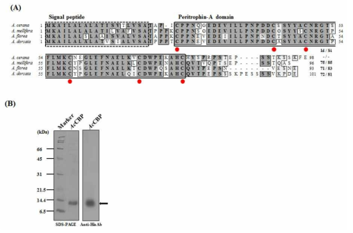 Cloning and recombinant protein expression of AcCBP . (A) Alignment of the predicted amino acid sequences for AcCBP and known bee CBPs. The predicted signal peptide and the conserved peritrophin-A domain are indicated. The six conserved cysteine residues are indicated by circles. The AcCBP sequence was used as a reference for the identity/similarity (Id/Si) values. (B) The expression of recombinant AcCBP. Purified recombinant AcCBP, expressed in baculovirus-infected Sf9 insect cells, was identified by SDS-PAGE and western blot analysis using anti-His antibodies