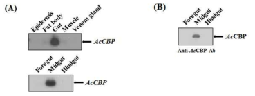 Expression profile of AcCBP in A. cerana worker bees. (A) Expression of AcCBP in A. cerana worker bees. Northern blot analysis was performed with total RNA from the epidermis, fat body, gut (foregut, midgut, and hindgut), muscle, and venom gland of A. cerana worker bees. The AcCBP transcripts are indicated by arrows. (B) Detection of AcCBP in the midgut of A. cerana worker bees. Protein samples prepared from foregut, midgut, and hindgut of A. cerana worker bees were analyzed using 12% SDS-PAGE and western blot analysis using anti-AcCBP antibodies. The AcCBP proteins are indicated with an arrow