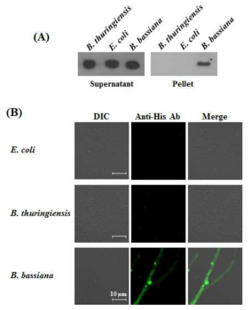 Fungus-binding ability of recombinant AcCBP. (A) Western blot analysis of microbe-binding ability of recombinant AcCBP. Recombinant AcCBP was incubated with E. coli , B. thuringiensis, or B. bassiana for 10 min. Bound AcCBP (Pellet) was separated from free AcCBP in the supernatant via centrifugation. The pellet and supernatant samples were analyzed using western blotting with anti-His antibody. (B) Immunofluorescence staining of the binding of AcCBP to fungal cells but not bacteria. Recombinant AcCBP was incubated with E. coli, B. thuringiensis, or B. bassiana for 10 min. Confocal microscopy was performed to visualize AcCBP binding (green) to the cell walls of E. coli, B. thuringiensis, and B. bassiana. The third column shows merged confocal images. Scale bars, 10 μm