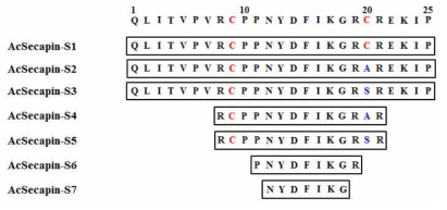 The peptide sequences of the synthetic AcSecapin-1 peptides. The two cysteine residues are indicated