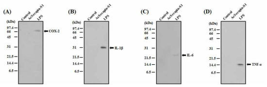 Release of proinflammatory mediators and cytokines after treatment with AcSecapin-S1. Medium samples from cultures of J774 cells at 5 h after treatment with either AcSecapin-S1 (250 μg per ml of medium) or LPS (100 ng per ml of medium) were evaluated using western blot analysis with an anti-COX-2 antibody (A), anti-IL-1β antibody (B), anti-IL-6 antibody (C), and anti-TNF-α antibody (D). The negative control was untreated J774 cells (control)