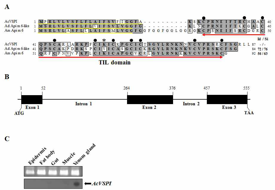 AcVSPI is a low-molecular-weight serine protease inhibitor Api m 6-like peptide. (A) Alignment of the amino acid sequences of AcVSPI, A. mellifera Api m 6, and the A. dorsata Api m 6-like peptide. The predicted signal sequence is underlined in yellow. The conserved cysteine residues are indicated by solid circles. The P1 position is marked with an asterisk. The TIL domain is indicated by a red arrow. The sources of the aligned sequences were A. cerana AcVSPI (this study, GenBank accession no. MF281990), A. mellifera Api m 6 (NP 001035360), and A. dorsata Api m 6-like peptide (XP 006610831). The AcVSPI sequence was used as a reference for the identity/similarity (Id/Si) values. (B) Organization of the AcVSPI gene (GenBank accession no. MF281991). Numbers indicate the position in the genomic sequence. Exons are represented by solid boxes. (C) Expression of AcVSPI in A. cerana worker bees. Total RNA was isolated from the epidermis, fat body, midgut,muscle, and venom gland of A. cerana worker bees. RNA was separated by 1.2% formaldehyde agarose gel electrophoresis, transferred onto a nylon membrane, and hybridized with radiolabeled AcVSPI cDNA (lower panel). The ethidium bromide-stained RNA gel shows uniform loading (upper panel). AcVSPI transcripts are indicated with an arrow