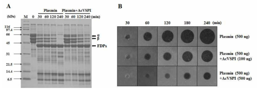 AcVSPI functions as an anti-fibrinolytic factor. (A) AcVSPI-mediated human plasmin inhibition assay. The mixture of human fibrin and plasmin was incubated with or without recombinant AcVSPI for 30, 60, 120, or 240 min. AcVSPI-mediated human plasmin inhibition was analyzed using 12% SDS-PAGE. FDPs are indicated. (B) The fibrin plate assay of the inhibitory activity of AcVSPI against human plasmin. Plasmin or the mixture of plasmin and recombinant AcVSPI was incubated on fibrin plates at 37 °C for various periods of time (30, 60, 120, 180, or 240 min)