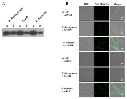 Microbial binding ability of recombinant AcVSPI. (A) Western blot analysis of the binding of AcVSPI to bacterial and fungal cells. E. coli, B. thuringiensis, or B. bassiana was incubated with recombinant AcVSPI for 10 min. Bound AcVSPI (P) of the pellet was separated from free AcVSPI in the supernatant (S) using centrifugation, and the samples were analyzed using Western blotting with anti-Strep-tag II antibody. (B) Immunofluorescence staining of the binding of AcVSPI to bacterial and fungal cells. E. coli, B. thuringiensis, or B. bassiana was incubated with recombinant AcVSPI for 10 min. Confocal microscopy was performed to visualize AcVSPI binding (green) to the cell walls of E. coli, B. thuringiensis, and B. bassiana. A. cerana ICK peptide (Park et al., 2014) was used as a negative control (AcICK). The third column shows merged confocal images. Scale bar, 5 μm