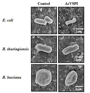 SEM images of AcVSPI-induced structural damage to bacterial and fungal cell walls. E. coli, B. thuringiensis, or B. bassiana was treated with (right) or without (left) recombinant AcVSPI. Scale bar, 1 μm