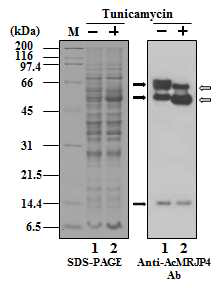 N-glycosylation of recombinant AcMRJP4 in baculovirus-infected insect cells. Sf9 cells were infected with recombinant AcNPV and cultured without (−, lane 1) or with (+, lane 2) tunicamycin (5 μg/ml). Total cellular lysates were collected 3 days post-infection and then were analyzed using 12% SDS-PAGE (left) and western blotting with the anti-AcMRJP4 antibody (right). AcMRJP4 and its fragments (i.e., AcMRJP4-48 and AcMRJP4-15) are indicated by solid arrows. The non-glycosylated AcMRJP4 and AcMRJP4-48 are indicated by open arrows