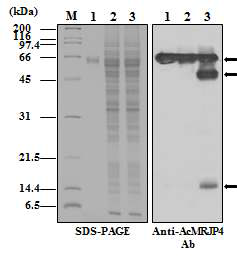 Proteolytic cleavage of recombinant AcMRJP4. Purified recombinant AcMRJP4 (lane 1) was incubated with mock-infected insect Sf9 cell extracts (lane 2) or wild-type AcNPV-infected insect cell extracts (lane 3) at 27 °C for 3 h. Protein samples were analyzed using 12% SDS-PAGE (left) and western blotting with the anti-AcMRJP4 antibody (right). AcMRJP4 and its fragments (i.e., AcMRJP4-48 and AcMRJP4-15) are indicated