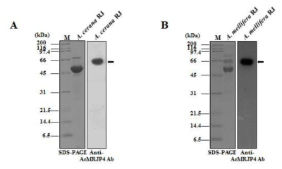 Detection of AcMRJP4 from A. cerana RJ. A. cerana RJ (A) and A. mellifera RJ (B) samples were analyzed using 12% SDS-PAGE (left) and western blotting with the anti-AcMRJP4 antibody (right). AcMRJP4 and AmMRJP4 are indicated