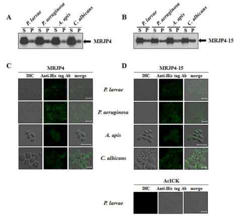 Microbial binding ability of recombinant AcMRJP4 and AcMRJP4-15. (A, B) Western blot analysis of the binding of AcMRJP4 (A) and AcMRJP4-15 (B) to microbial cell walls. P. larvae, P. aeruginosa, A. apis, and C. albicans were incubated with recombinant AcMRJP4 and AcMRJP4-15 for 10 min. Bound AcMRJP4 and AcMRJP4-15 of the pellet (P) were separated from free AcMRJP4 and AcMRJP4-15 in the supernatant (S) using centrifugation, and the samples were analyzed using western blotting with the anti-His antibody. (C, D) Immunofluorescence staining of the binding of AcMRJP4 (C) and AcMRJP4-15 (D) to microbial cell walls. P. larvae, P. aeruginosa, A. apis, and C. albicans were incubated with recombinant AcMRJP4 and AcMRJP4-15 for 10 min. Confocal microscopy was performed to visualize the binding (green) of AcMRJP4 and AcMRJP4-15 to the microbial cell walls. A. cerana ICK peptide was used as a negative control (AcICK).30 The third column shows merged confocal images. Scale bar, 5 μm