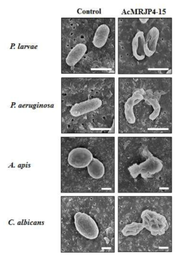 SEM images of AcMRJP4-15-induced structural damage in the microbial cell walls. P. larvae, P. aeruginosa, A. apis, and C. albicans were incubated with (right) or without (left) recombinant AcMRJP4-15. Scale bar, 1 mm