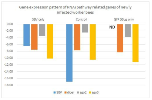 Gene expression pattern of RNAi pathway realted genes of newly infected workers from healthy hive. Total of 4~5 worker bees were pooled for total RNA extraction. Y-axis stands for the delta-Ct value between the actin reference gene and target genes. The relative differential transcription levels can be calculated by Log2(delta-Ct). Lower number means less transcription. ND=Not detected