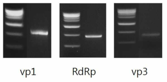 Synthesis of SBV vp1, RdRp, and vp3 dsRNAs by using in vitro transcription system. The molecular sizes of each dsRNA are 595, 457, and 526 bases