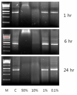 Stability of dsRNA in honey. Total of 1 ug GFP dsRNA was mixed with 50%, 10%, 1%, and 0.1% of honey in 20 uL of reaction mixture. After 1, 6, and 24 hours of incubation at 30c, 250 ng of dsRNA was examined on 0.8% argarose gel with SYBR green