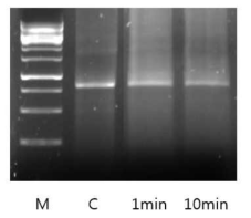 Stability of dsRNA in heat inactivated honey. Total of 1 ug dsRNA was mixed with honey heat inactivated at 95c for 1, and 10 min, and examined on 0.8% agarose gel with SYBR green