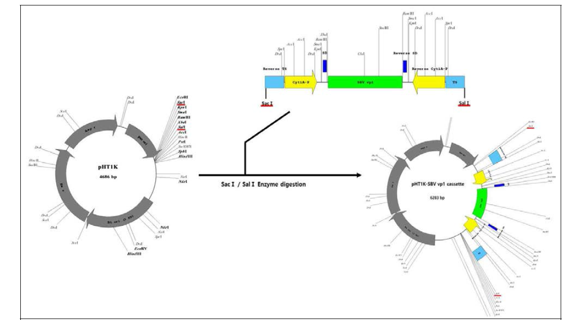 Construction map of shuttle vector, pHT1K-SBV vp1 cassette, synthesizing SBV vp1 segment dsRNA