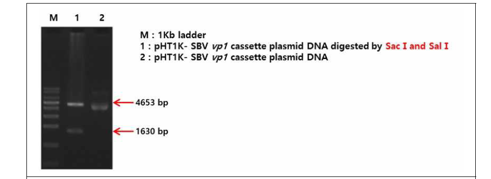 Construction of shuttle vector expressing SBV vp1 dsRNA