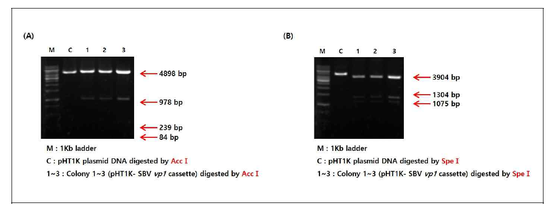 Construction analysis of shuttle vectors expressing SBV vp1 dsRNA