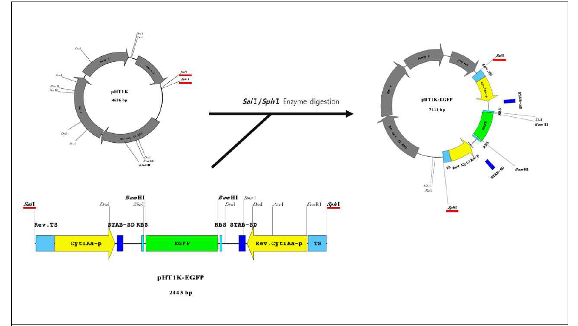 Construction map of shuttle vector, pHT1K-SBV vp1 cassette, synthesizing SBV vp1 segment dsRNA