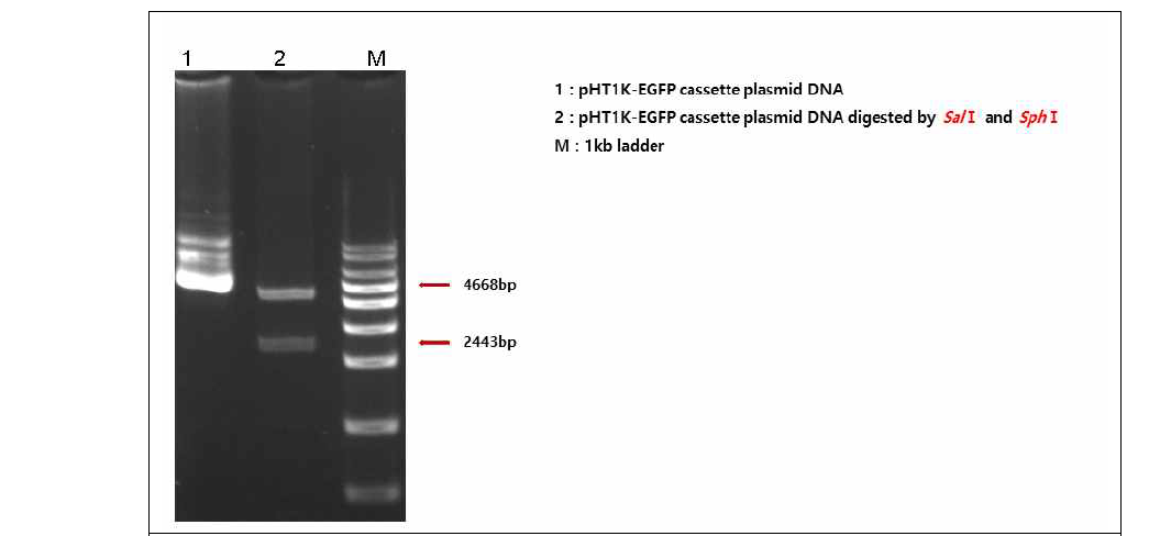 Construction of shuttle vector expressing EGFP dsRNA