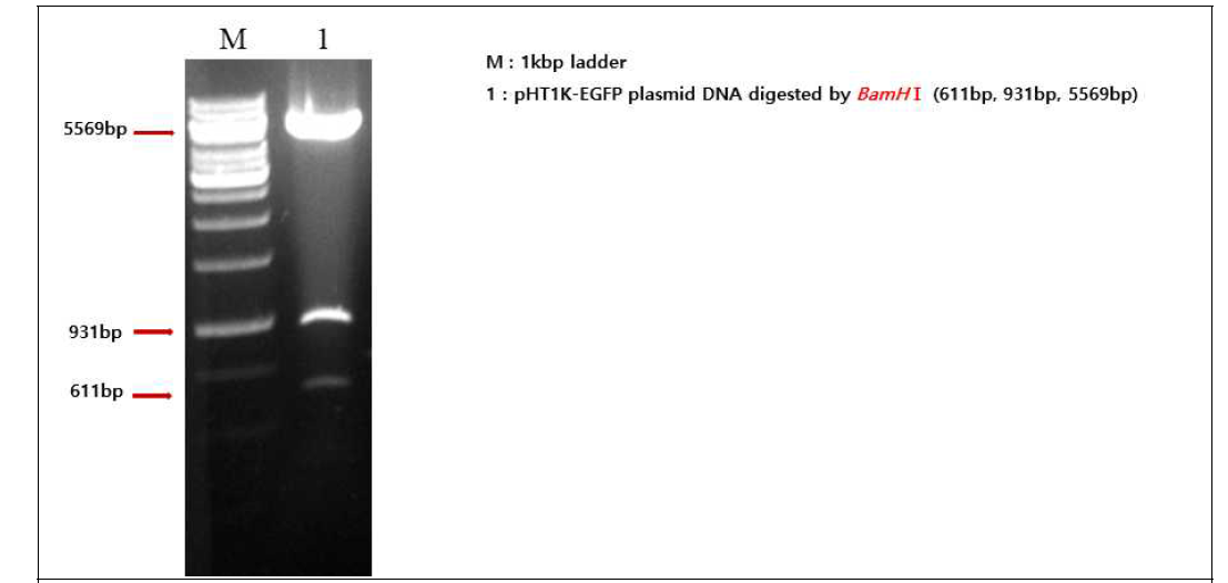 Construction analysis of shuttle vectors expressing EGFP dsRNA