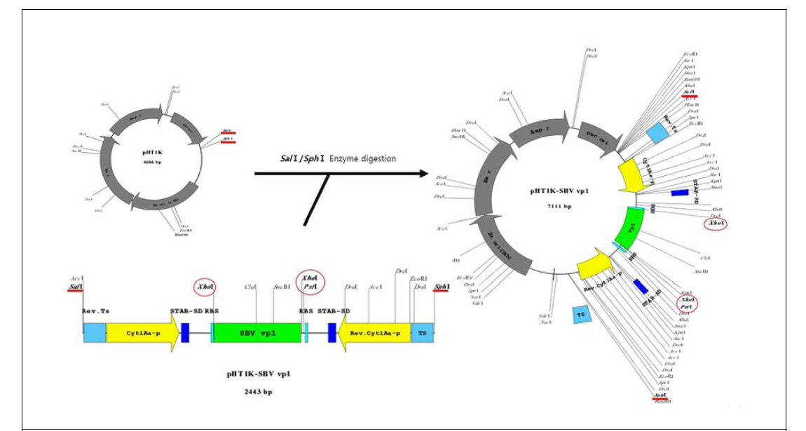 Construction map of shuttle vector, improved pHT1K-SBV vp1 cassette, synthesizing SBV vp1 segment dsRNA