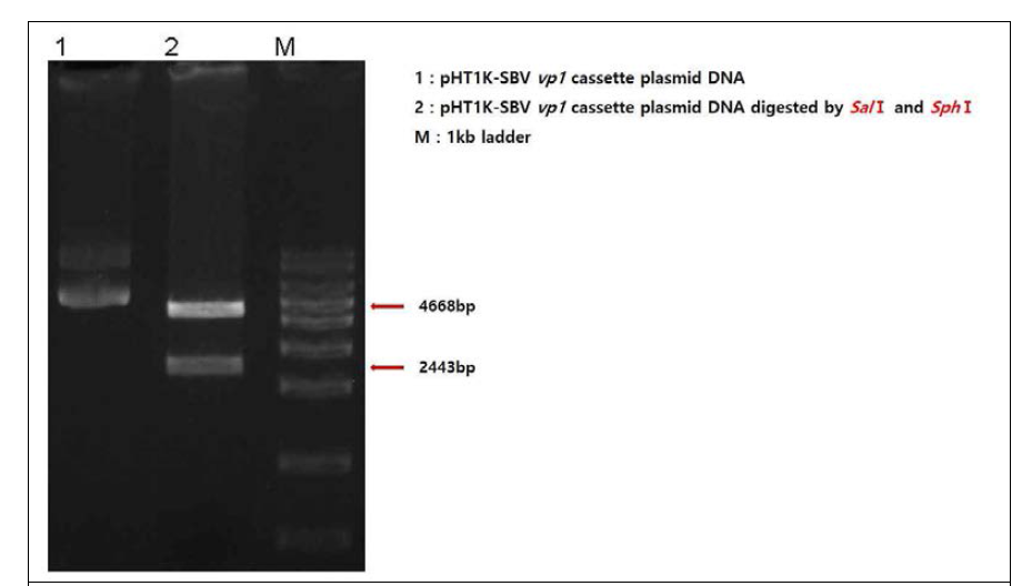 Construction of shuttle vector expressing SBV vp1 dsRNA