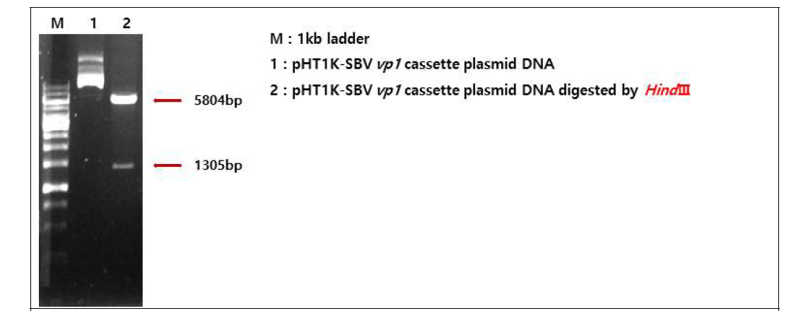 Construction analysis of shuttle vectors expressing SBV vp1 dsRNA